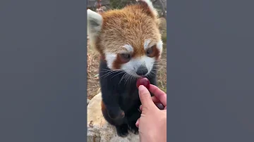 Red Pandas Eat Grapes Sooo Yummy 