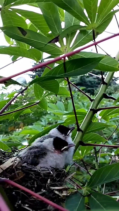 SARANG BURUNG KUTILANG DI KEBUN SINGKONG ISI 2 #burungkutilangpikat