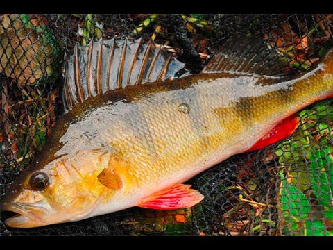 Video: Ինչ տեսակի խայծ ընտրել մանող ձողիկով ձկնորսություն կատարելիս