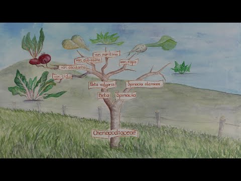 Vídeo: Produção de sementes de beterraba - Informações sobre o cultivo de sementes de beterraba