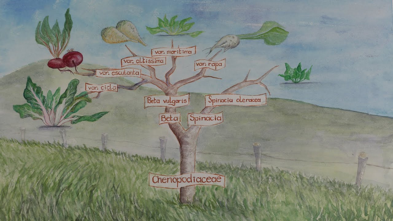 Como produzir sementes de beterraba e acelga ?