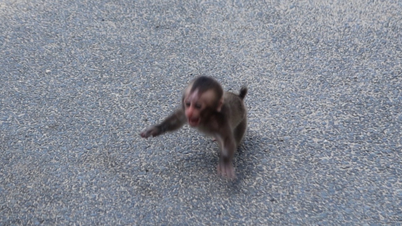 Сердце дикой природы: Борьба детеныша обезьяны в великом обезьяньем обществе Японии / monpai monyet