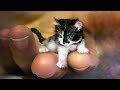 「かわいい猫」 笑わないようにしようとしてください - 最も面白い猫の映画 #276