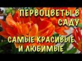 МОРЕ ЦВЕТОВ УЖЕ В МАЕ! Прогулка ПО ВЕСЕННЕМУ саду. Самые КРАСИВЫЕ и ЛЮБИМЫЕ многолетники