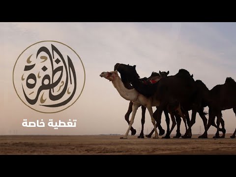 مباشر الإعلان عن نتائج اليوم الرابع من مزاينة الظفرة بـ مهرجان الظفرة 15 1 2024