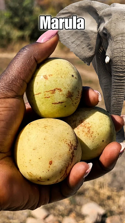 Buah Mitos Gajah Oleng #buah #marula #shorts