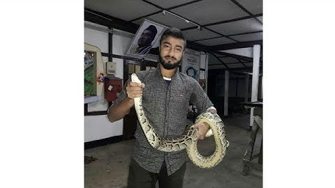 Catching Python In Gauhati University by Abinash- the snake lover