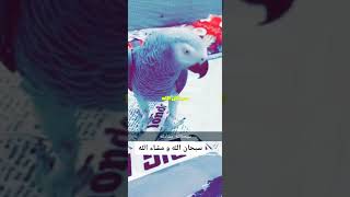 ببغاء يقرء قرأن (كوكو الجزائري???) سبحان الله أستمتع في خلق الله