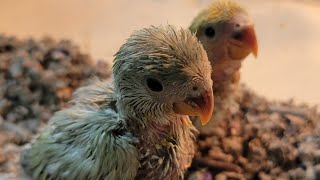 Love birds ki breed | beautiful baby lovebirds by Alis Flock 98 views 1 year ago 2 minutes, 23 seconds