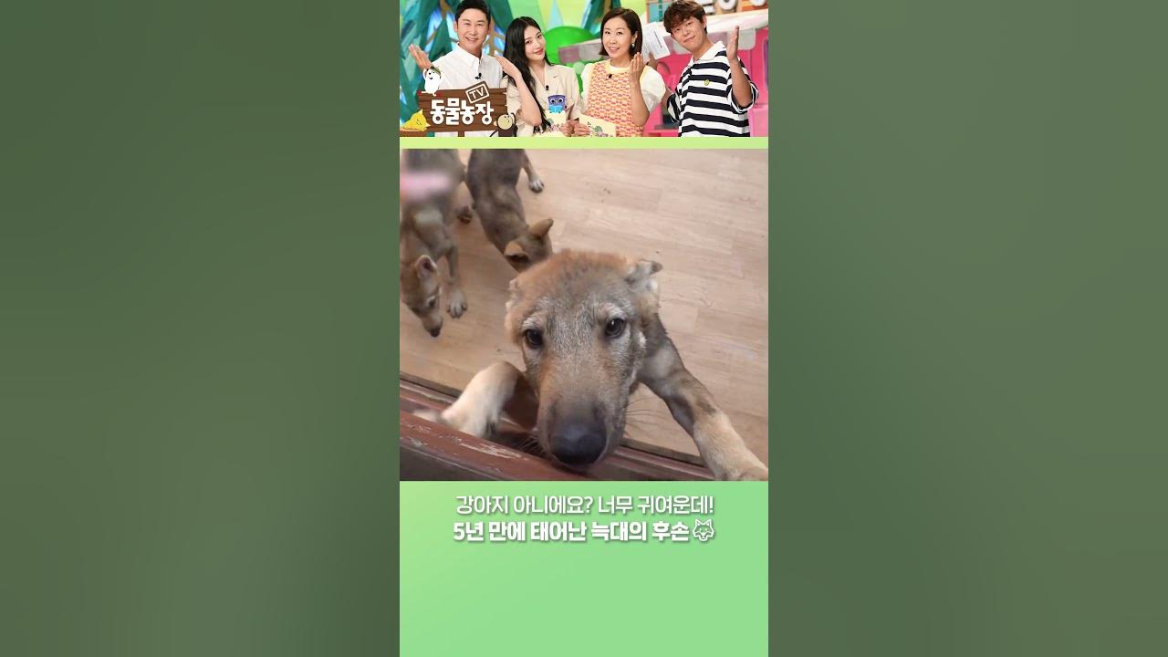 🐺늑대 맞아요? 댕댕미 넘치는 새끼 늑대❤️ #Shorts - Youtube