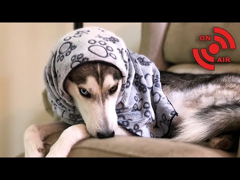 🔴-ms.-laika-the-husky-live-stream-q-&-a-|-dogs-live-stream-#1