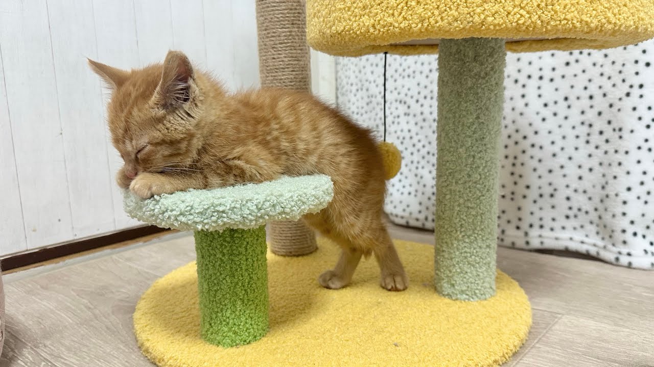 睡魔と戦う子猫 【お祭り兄弟日記#8】Kitten fighting sleep