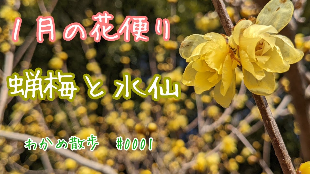 １月の花便り 蝋梅 ロウバイ 水仙 スイセン が見頃 散歩で見える季節 Wintersweet Narscissus Japanese Winter Flowers Youtube