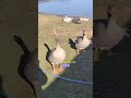 Живность на ферме: Весёлые будни с нашими питомцами!