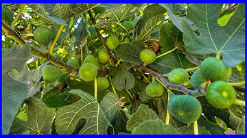 Fig Tree Grafting Results!