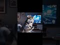 a dog who is busy playing a game#shortvideo #shorts #trending