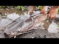 WOW! Traditional Hand Fishing . Traditional  Village Boy Catching Big Catfish By Hand in River Water