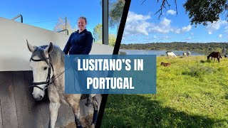 Lusitano’s in Portugal 2024