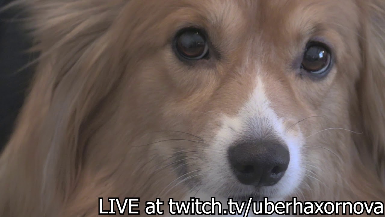 Snickers: You're Not You - Dog video from UberHaxorNova.