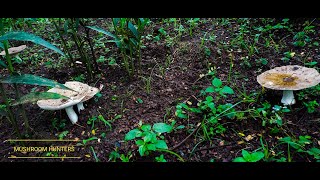 Panen jamur payung dan jamur barat di kebun jahe