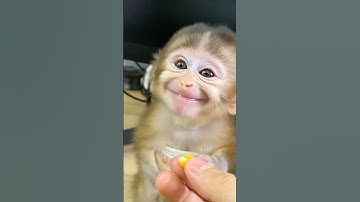 Baby Monkey Eats Corn and Gives the Sweetest Thank-You Smile Ever! 🌽😊