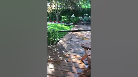 robin gathering nesting material