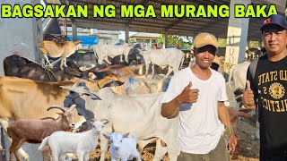 Murang bilihan ng  kalabaw baka kambing dito sa Quezon Province