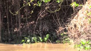 'Mick' Jaguar on the Cuiaba River Brazil