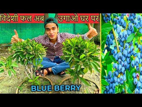 वीडियो: ब्लूबेरी बुश कैसे शुरू करें: बीज और कटिंग से ब्लूबेरी उगाना