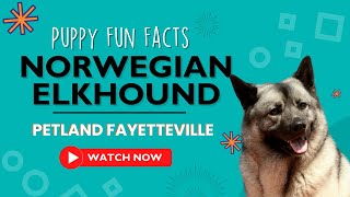 Everything you need to know about Norwegian Elkhound puppies! by Petland Fayetteville 2 views 9 months ago 1 minute, 13 seconds