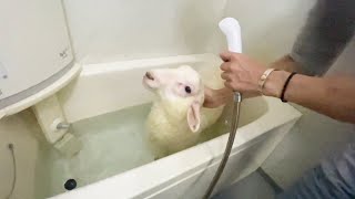 もふもふの羊がお風呂に入るとどうなってしまうのか?