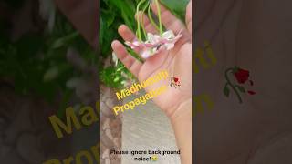 Propagating Rangoon Creeper/Madhumalti||Terrace Garden||#gardening#terracegardenindia#garden#viral
