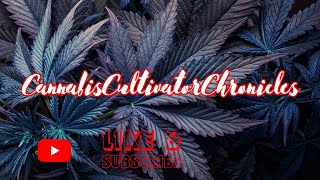 Green Thumb Diaries: Cannabis Cultivator Chronicles Seed To Harvest