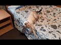 Как Шони играла в гостинице в Москве! Тайские кошки - это чудо! Funny Cats