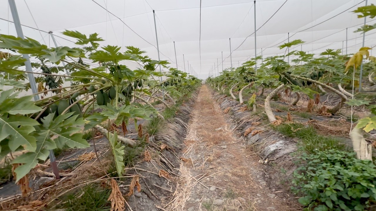 В Тайване деревья папайи гнутся вот так.