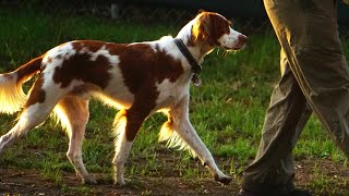 The Perfect Family Dog The Brittany Breed by Brittany Dog USA 48 views 7 days ago 4 minutes, 55 seconds