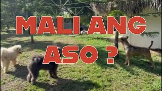 HINDI ANG ASO, IKAW. by Supero Dog Farm 1,014 views 2 days ago 5 minutes, 1 second