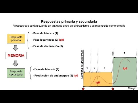 Inmunología 06 - Respuestas primaria y secundaria