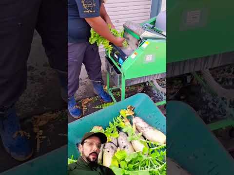 شوف معي اللفت ولا كيديرو في لافاج ذهب 