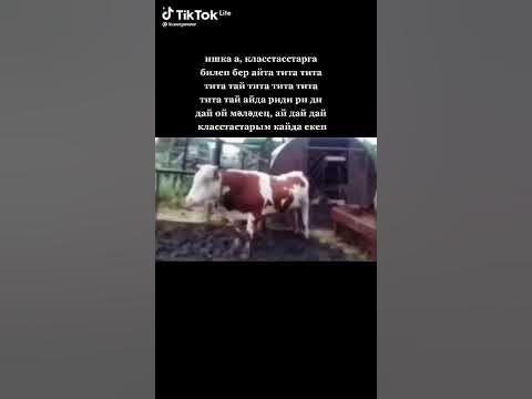 Статья 110 УК РФ доведение до самоубийства - YouTube