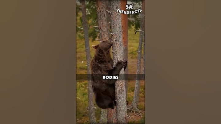 You Won't Believe How Bears Climb Trees! 🐻🌳