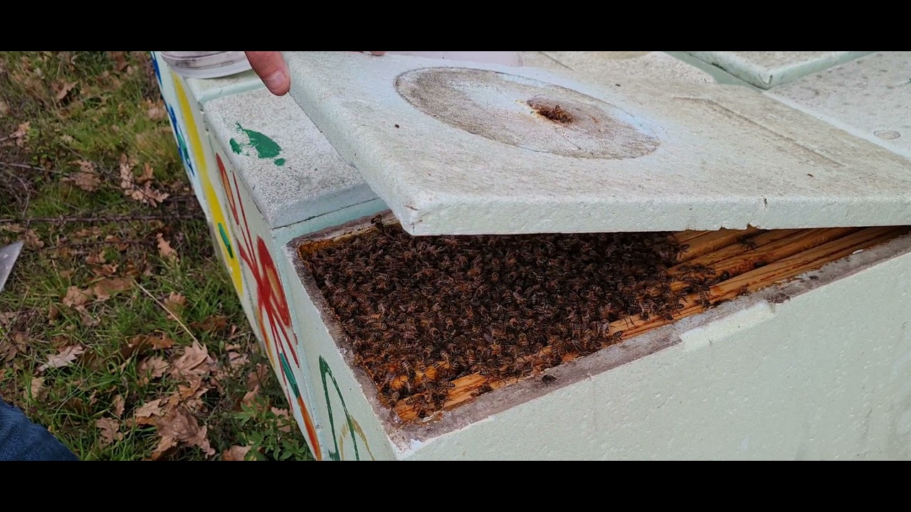 Metoda mea sa nu vad furtisag. cum au ajuns stupi unde a fost furtisag? cu Alexandru in vizita