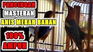 MASTERAN anis merah MACET cukup 1 menit cocok untuk PANCINGAN anis merah bahan