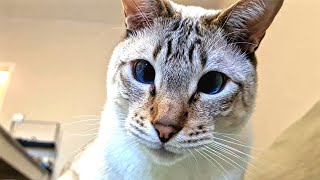 Video for blue-eyed cat lovers 💙💙 by Mico Kitty 336 views 10 months ago 1 minute, 19 seconds