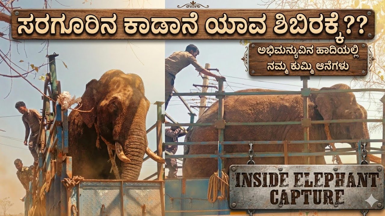 HD ಕೋಟೆ ಸರಗೂರುನಲ್ಲಿ ಕಾಡಾನೆ ಭೈರ ಸೆರೆ! 🔥 ಬಲಿಷ್ಠ ಆನೆ ಕಾರ್ಯಾಚರಣೆ | ಪ್ರಶಾಂತ,ಸುಗ್ರೀವ, ಧನಂಜಯ,ಅಯ್ಯಪ್ಪ,ಏಕಲವ್ಯ