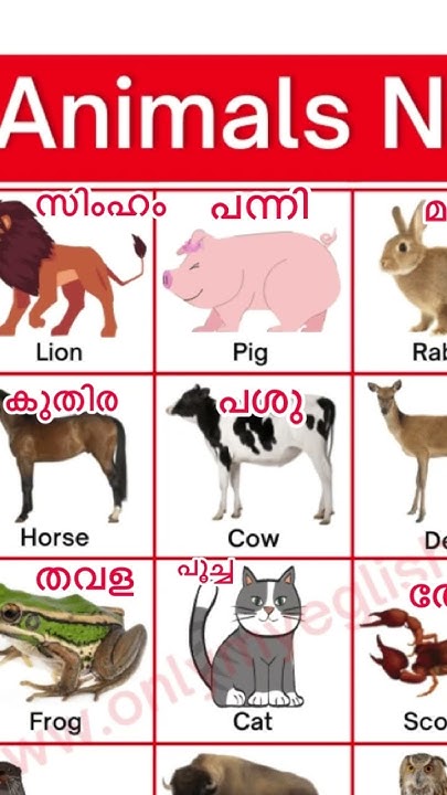 animals-names-with-malayalam-meaning-shorts-animals-malayalammeaning
