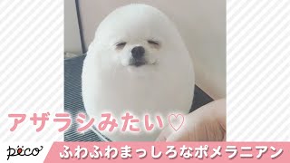アザラシの赤ちゃんみたい…⁉︎😳 ふわふわ、まっしろなポメラニアンさん💓【PECO TV】