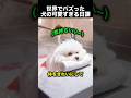 毎朝ルーティンが可愛すぎる犬…最後の行動に癒される!