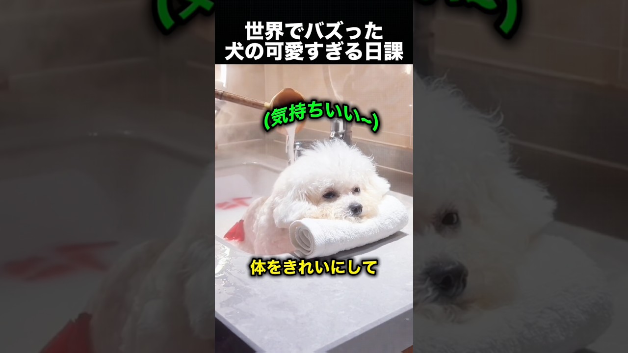 毎朝ルーティンが可愛すぎる犬…最後の行動に癒される!