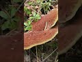 fungi find! #mushroom #mycology #fungi #foraging #polypore #explore #hiking #adventure #pnw #nature